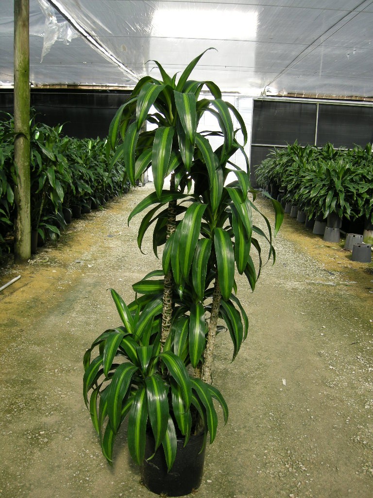 10" Dracaena Hawaiian Sunshine Cane - Click Image to Close